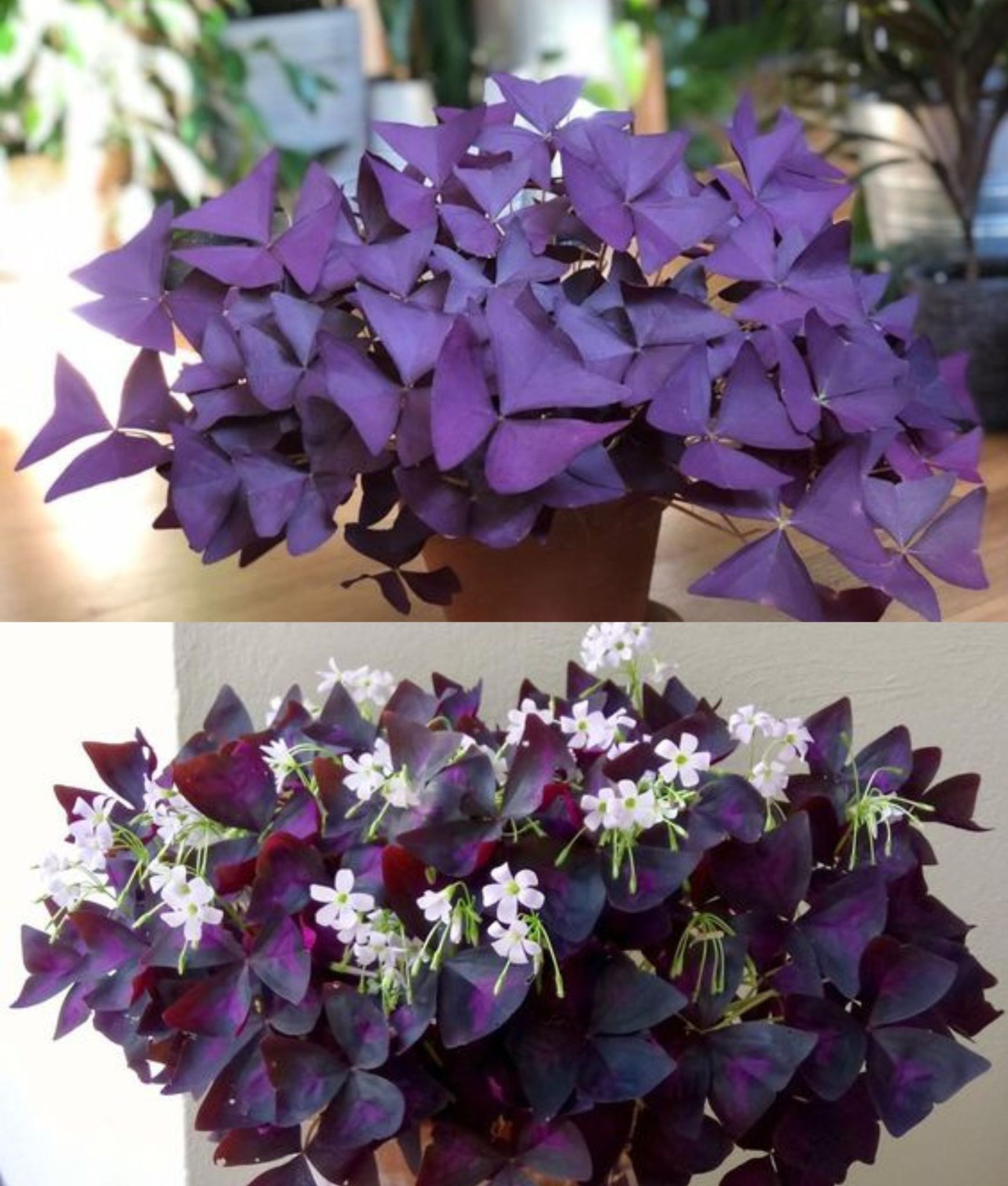 7 Reasons Everyone Needs a Purple Shamrock Houseplant – Your Motor Geek