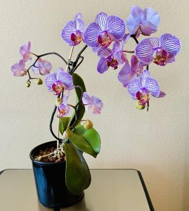 2 Easy Methods to Grow Orchids At Home – Your Motor Geek